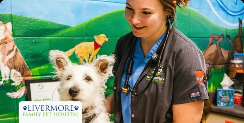 vet worker