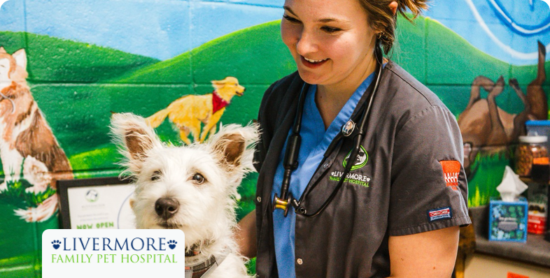 vet worker